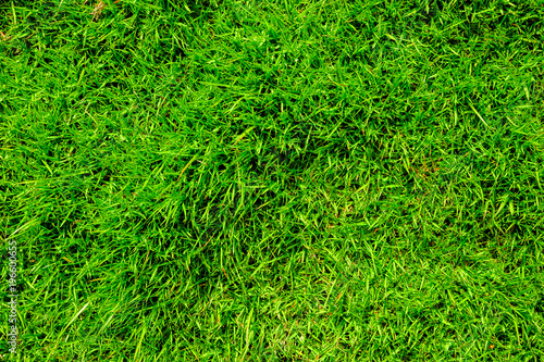 Focus on the surface of the lawn green, Green lawn, backyard for background
