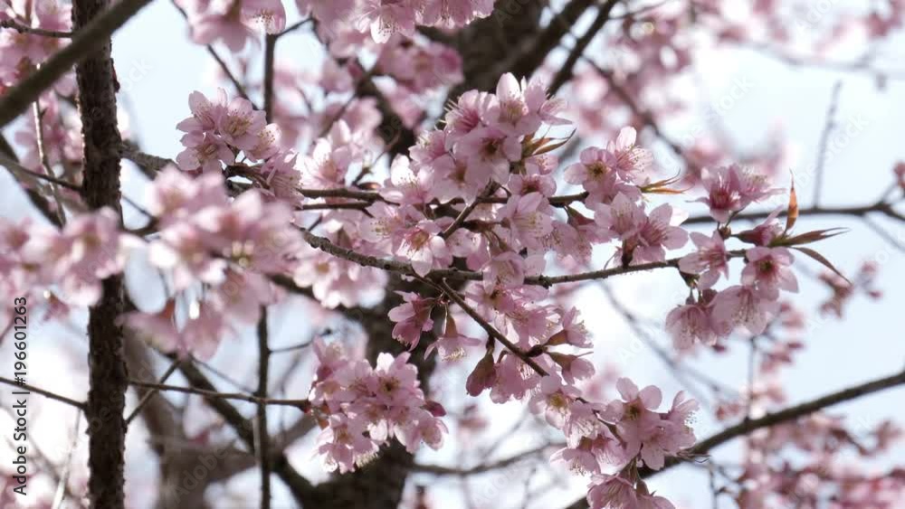 Sakura flowers in spring Sakura flowers in spring