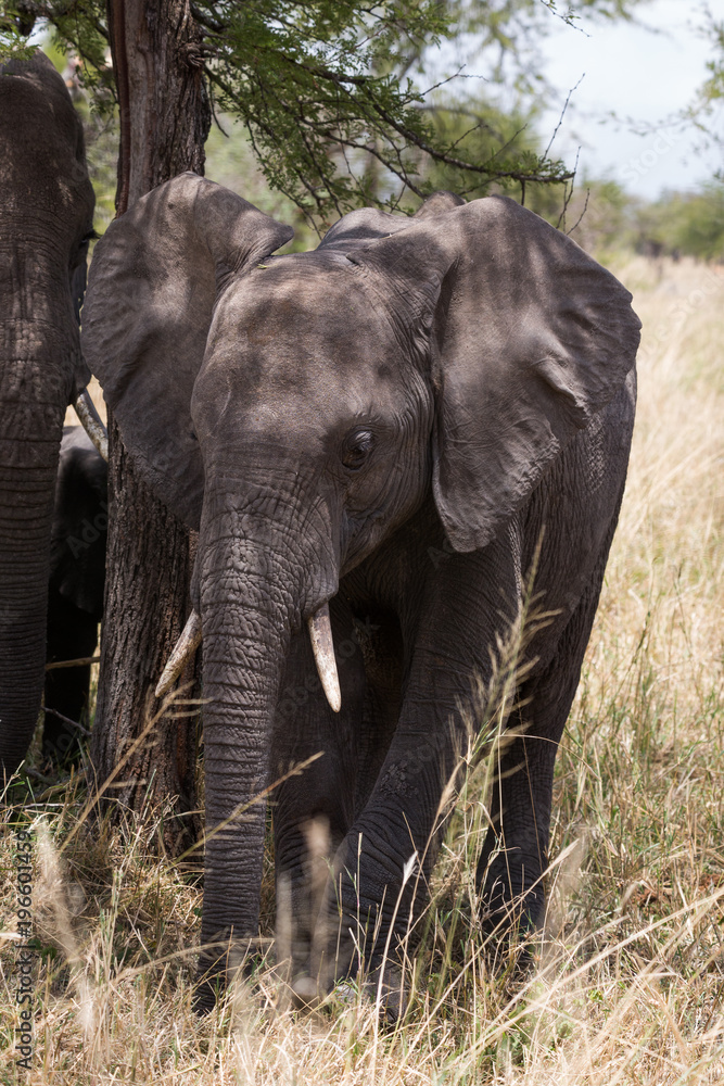 Elefant - Loxodonta africana