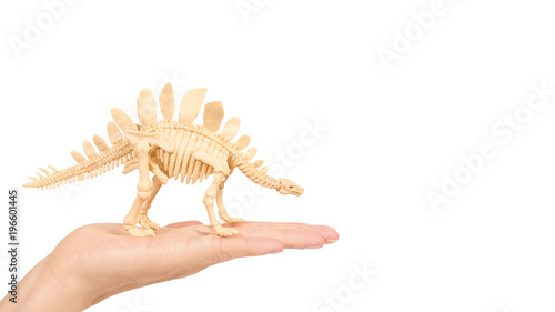 Plastic Toy Animal Dinosaur Skeleton in hand isolated on white background. copy space  template