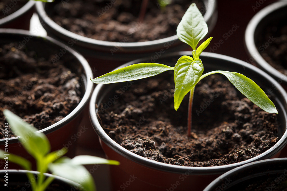 Seedling of pepper in pot Seedling of pepper in pot