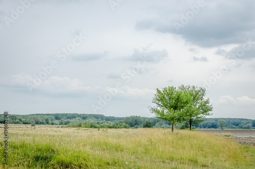 Lonely tree in a meadow 