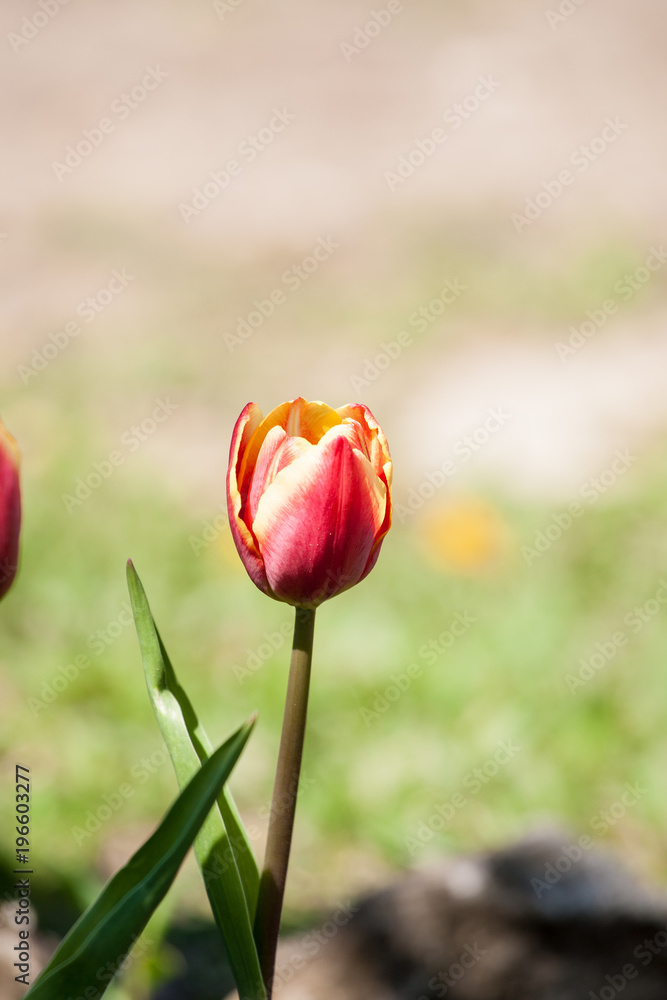 Tulips in garden Tulips in garden