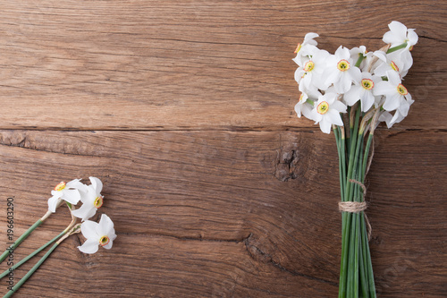 Daffodil flower on background