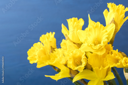 Fototapeta Naklejka Na Ścianę i Meble -  Bouquet of yellow narcissus on a blue background. Copy space 1