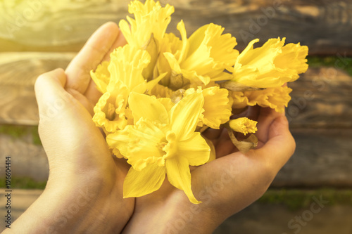 Fototapeta Naklejka Na Ścianę i Meble -  Female hands hold a yellow daffodil on a wooden background. Copy space 1