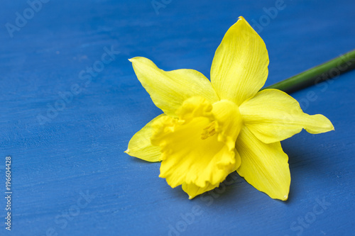 Fototapeta Naklejka Na Ścianę i Meble -  Flower Narcissus on a blue background. Flowering of flowers. Copy space 1