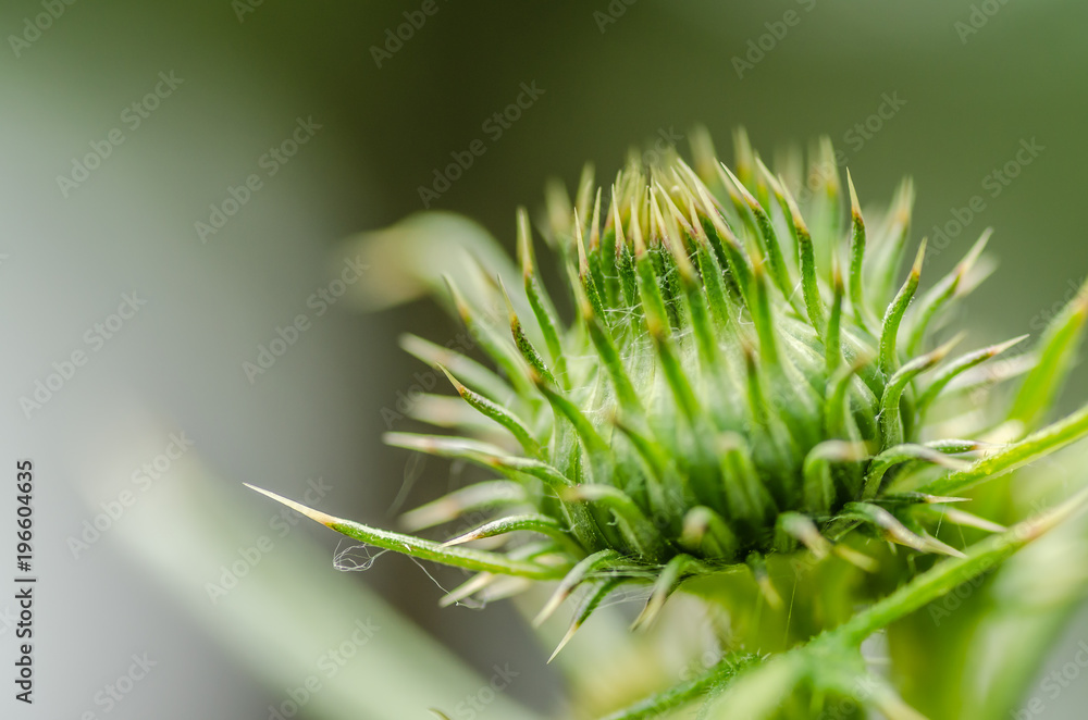 Green thistle bud Green thistle bud