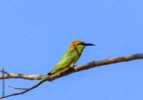 Green bee-eater perching on tree branch , Thailand