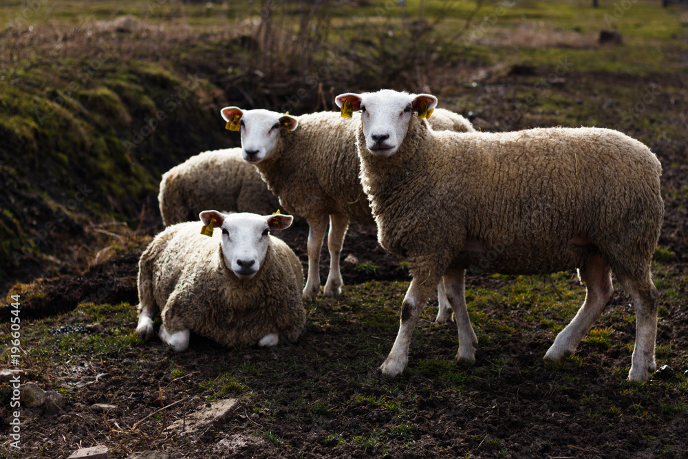 Obraz premium Textile lambs graze on the field near the farm