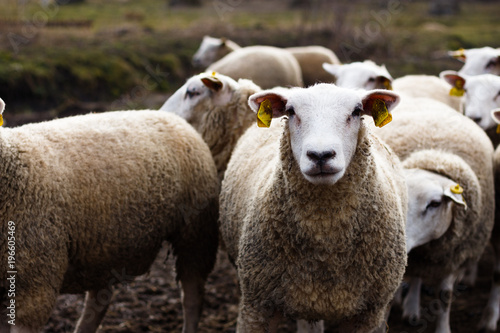 Textile lambs graze on the field near the farm