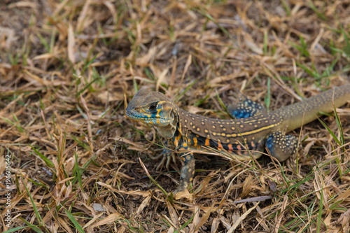 A colourful wild common butterfly lizard (Leiolepis belliana) on a field. Taken in Malaysia.