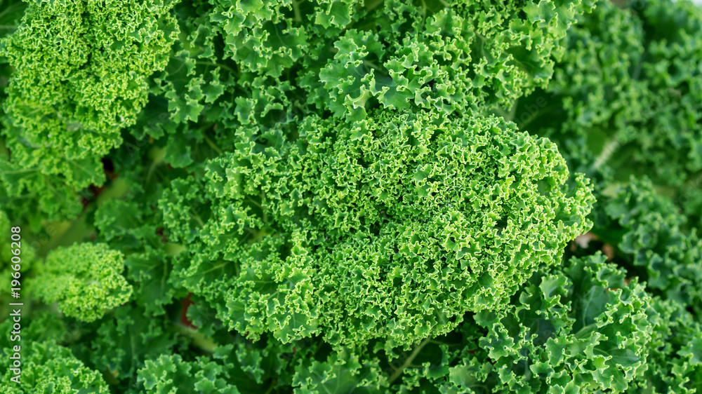 Close up of green curly kale plant in a vegetable garden.
