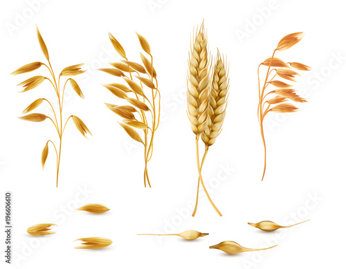 Vector realistic set of cereal plants, oat spikelets, barley ears, wheat or rye with grains isolated on background. Agriculture crop cultivated for healthy food, porridge, flakes, diet brans, muesli photo