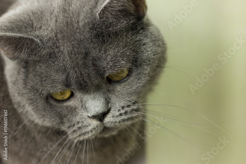gray British thick cat © Валерий Цымбалюк