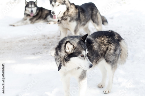 Siberian husky pack in the snow  