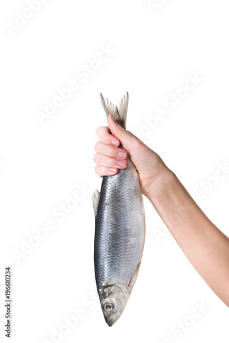Photography cropped image of woman holding fish in hand isolated on white