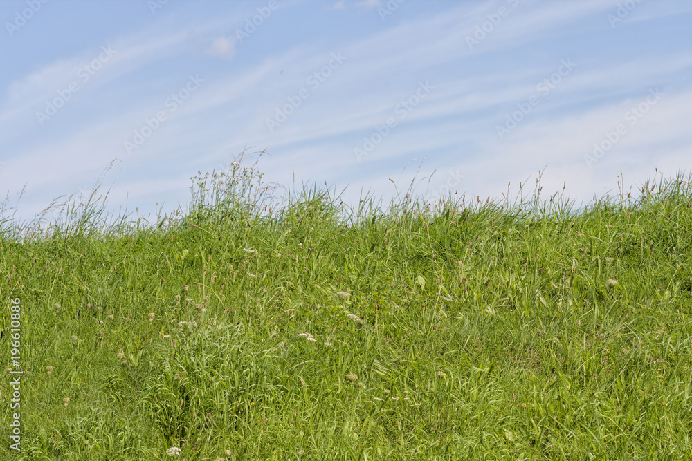 Fototapeta premium Tall green grass on a blue sky