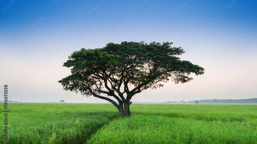 Obraz premium Lonely green oak tree in the field, Lonely tree against a blue sky at sunset, Summer landscape with a lone tree at sunset barley field in the village