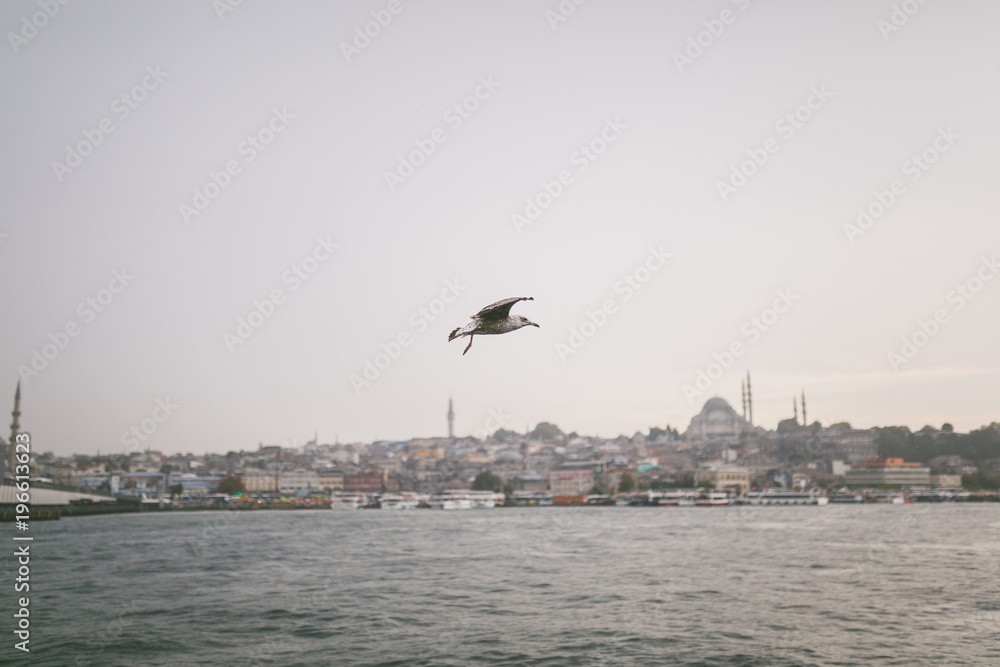 seagull flying over bay in Istanbul, Turkey