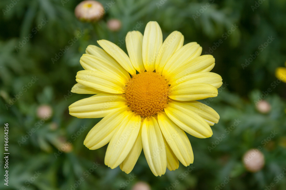 Blüte Blüte