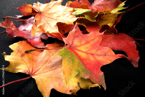 Autumnal colourful vibrant seasonal leaves from trees on black background