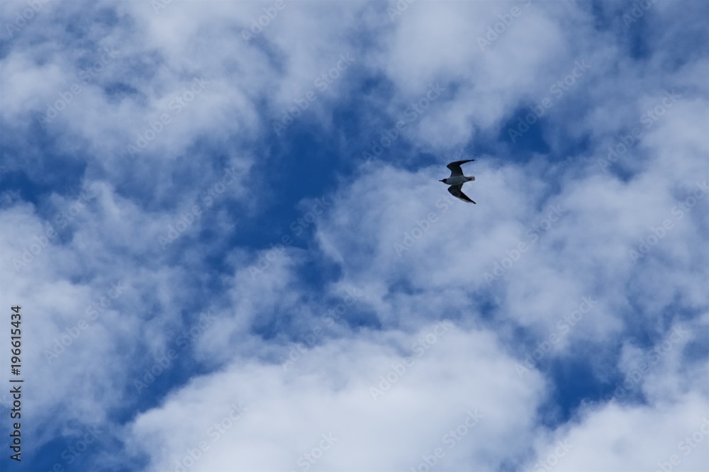 Sillhouette of a seagull on the cloudy sky background Sillhouette of a seagull on the cloudy sky background
