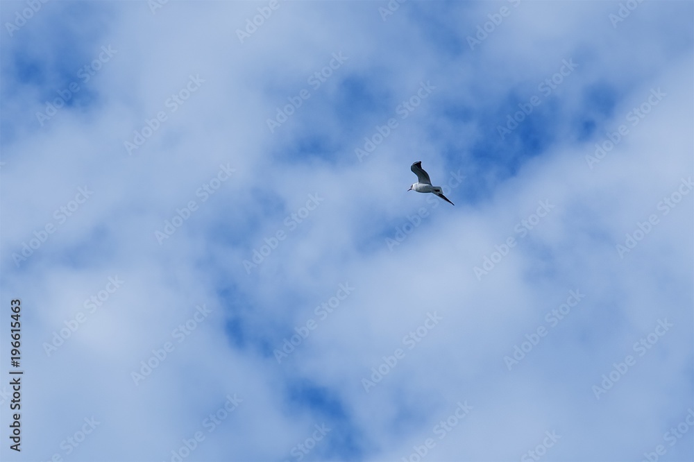 Obraz premium Sillhouette of a bird on the cloudy sky background