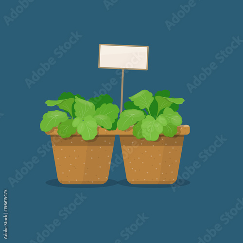Young seedlings in peat pots