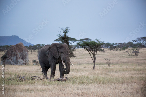 Elefant - Loxodonta africana