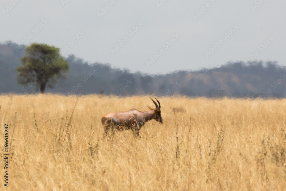Kuhantilope (Alcelaphus) Kuhantilope (Alcelaphus)
