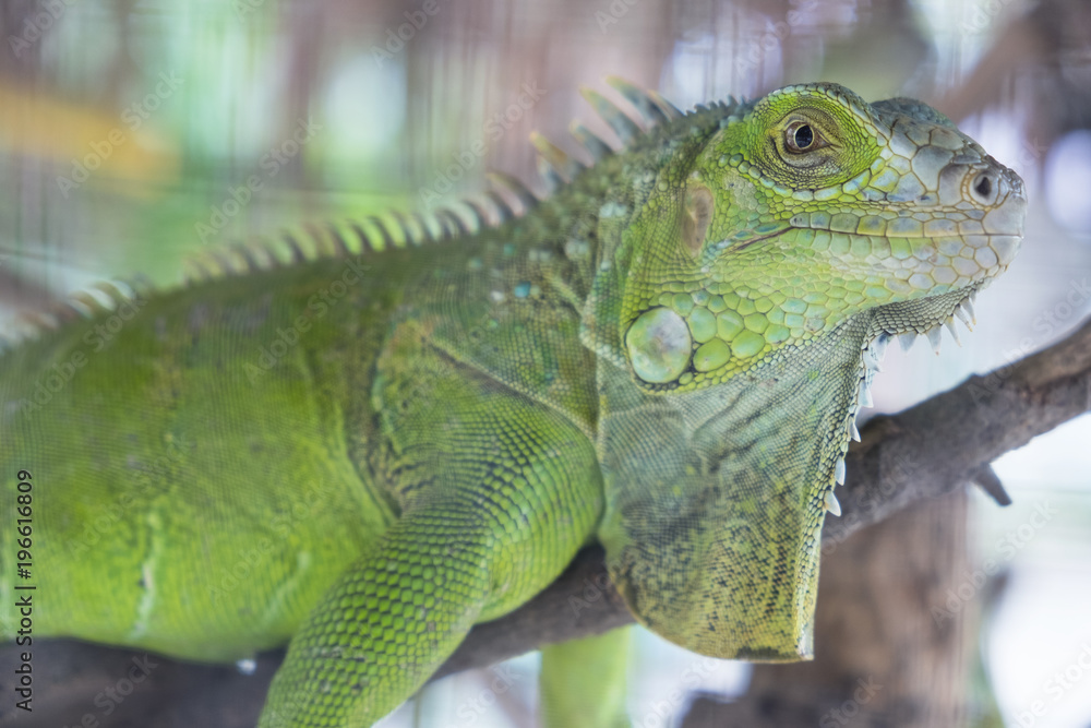 Close up.Green lguana in the zoo. Close up.Green lguana in the zoo.