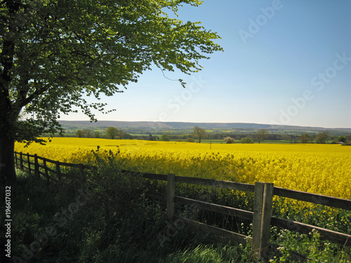 Bright yellow rape seed oil field contrasts beautifully against the blue summer sky in English countryside - it has many uses from cooking oil to biofuel