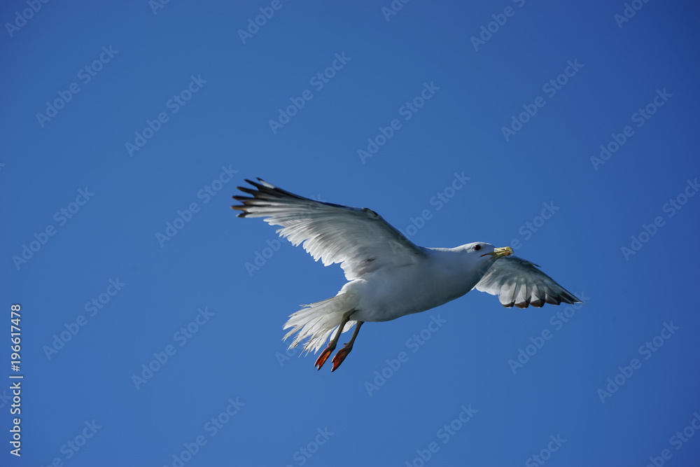 Sea gull on background of blue sky.