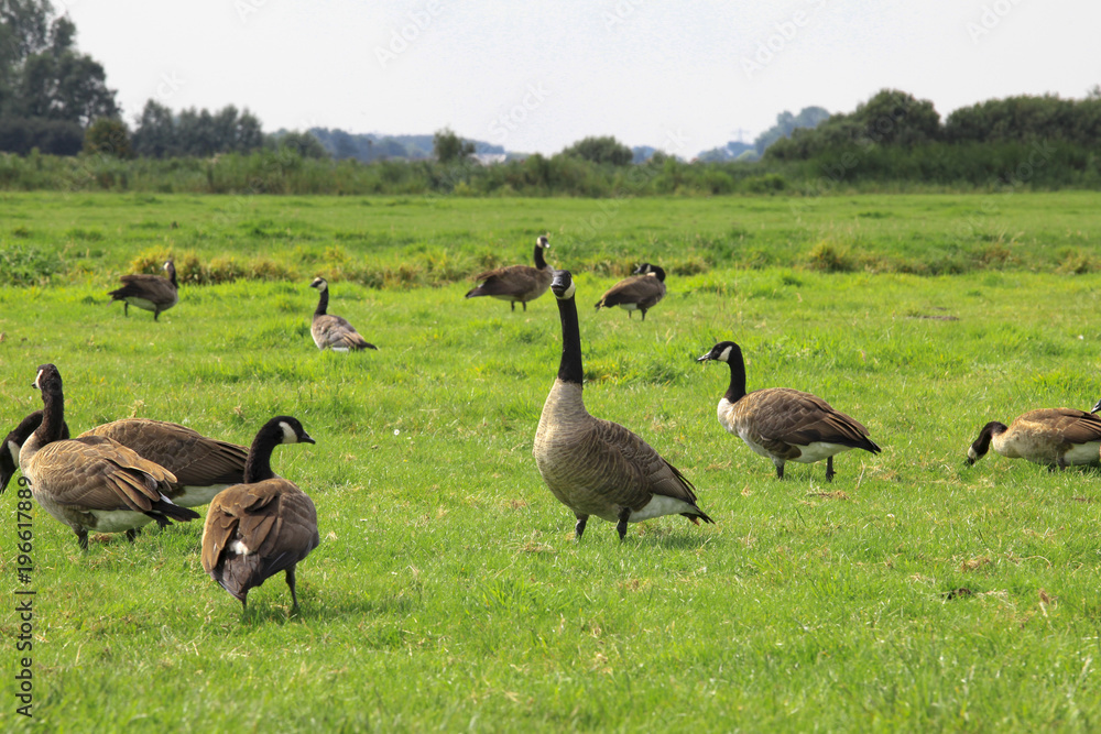 Goose on the green gras in the Holland meadow Goose on the green gras in the Holland meadow
