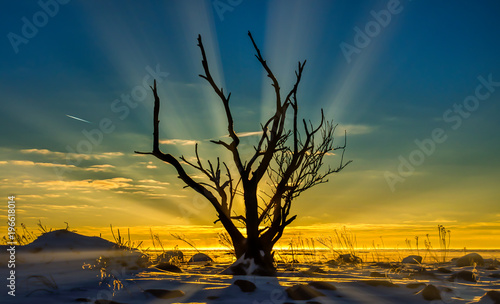 Fototapeta Naklejka Na Ścianę i Meble -  Sunset behind tree with rays
