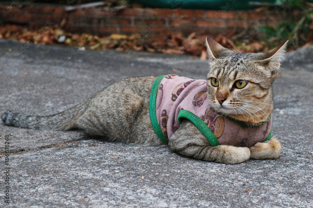 Obraz premium A Cute Cat Resting On The Ground