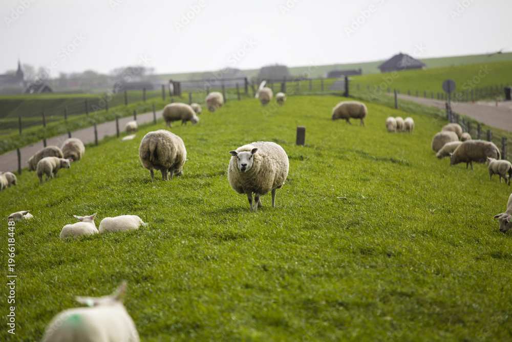 Sheep in the green background
