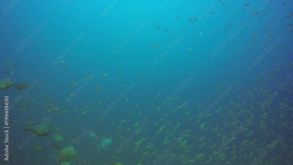 Trevally fish hunting sardines underwater Trevally fish hunting sardines underwater