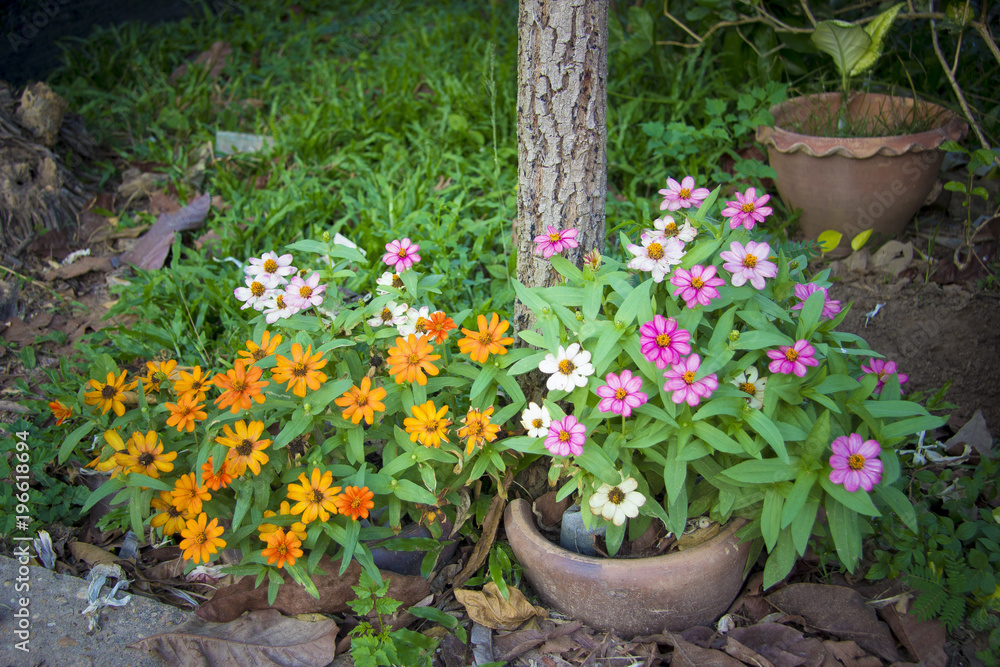 Zinnias are one of the easiest annuals to grow.