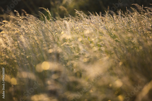 Meadow grass in the sunset light