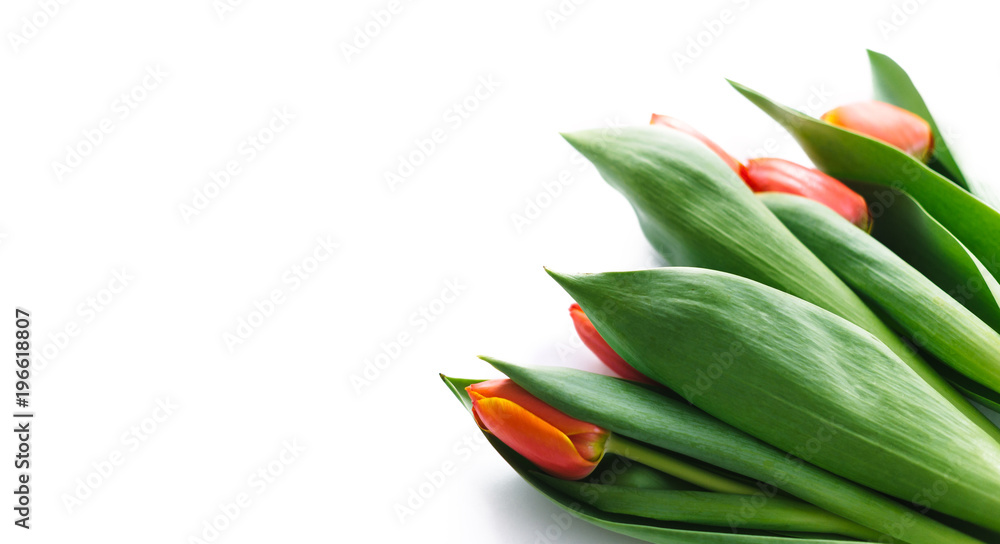 Blossoming tulips on a white background. Isolate, the concept of spring Blossoming tulips on a white background. Isolate, the concept of spring