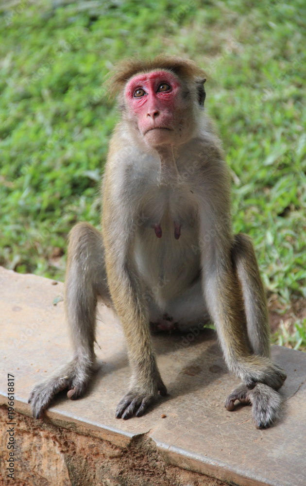 Sad wild monkey sits with a red face. Asia, Sri Lanka, Sigiriya.