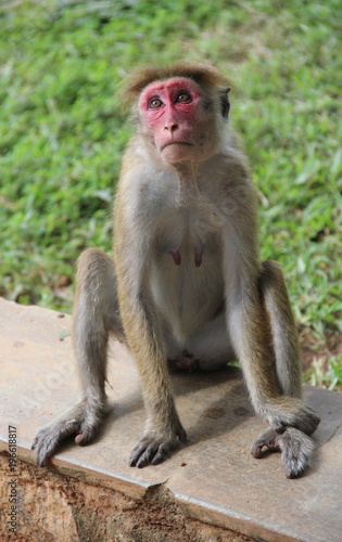Sad wild monkey sits with a red face. Asia  Sri Lanka  Sigiriya.