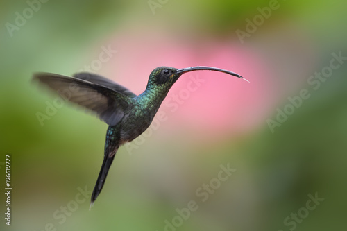 Green Hermit - Phaethornis guy, beautiful green long beaked hummingbird from Costa Rica La Paz Waterfall.