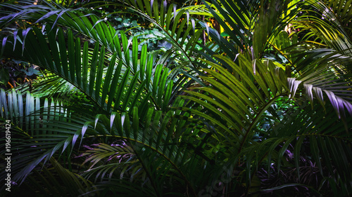 palm tree plant leaf closeup nature background