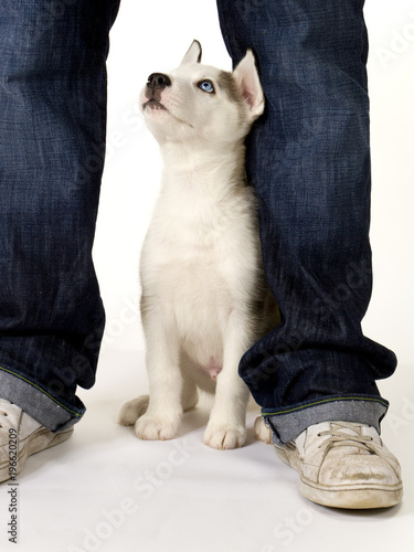 A very cute young male Husky puppy sits between his masters legs looking up