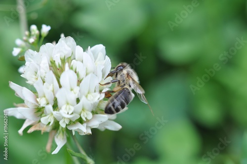 pszczoła zbierająca nektar