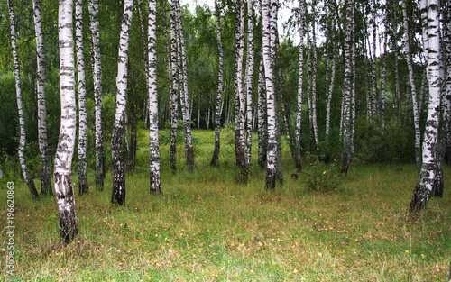 In the photo birch grove in early autumn.In the picture birch  grass  leaves.