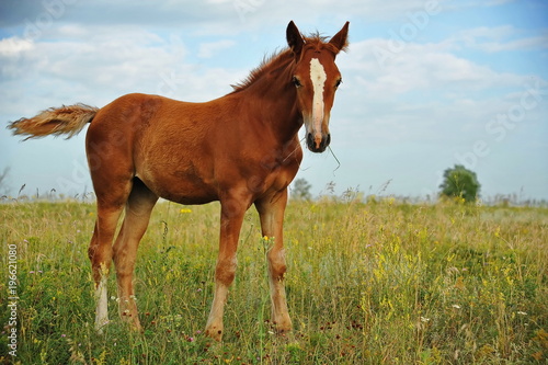 The picture shows a small foal,a field,grass,sky.